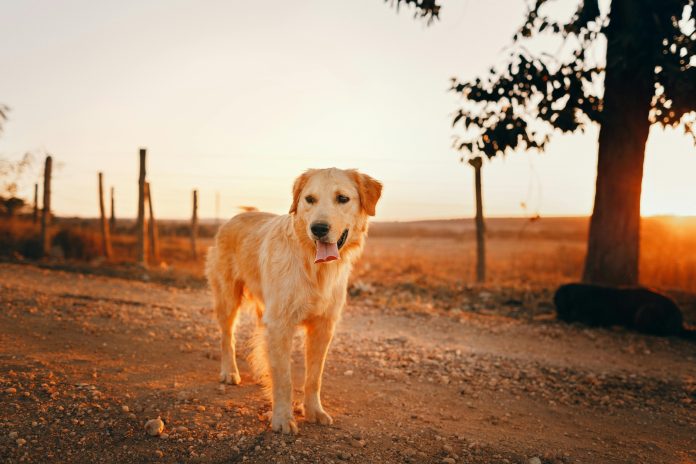 How Dogs Perceive Time