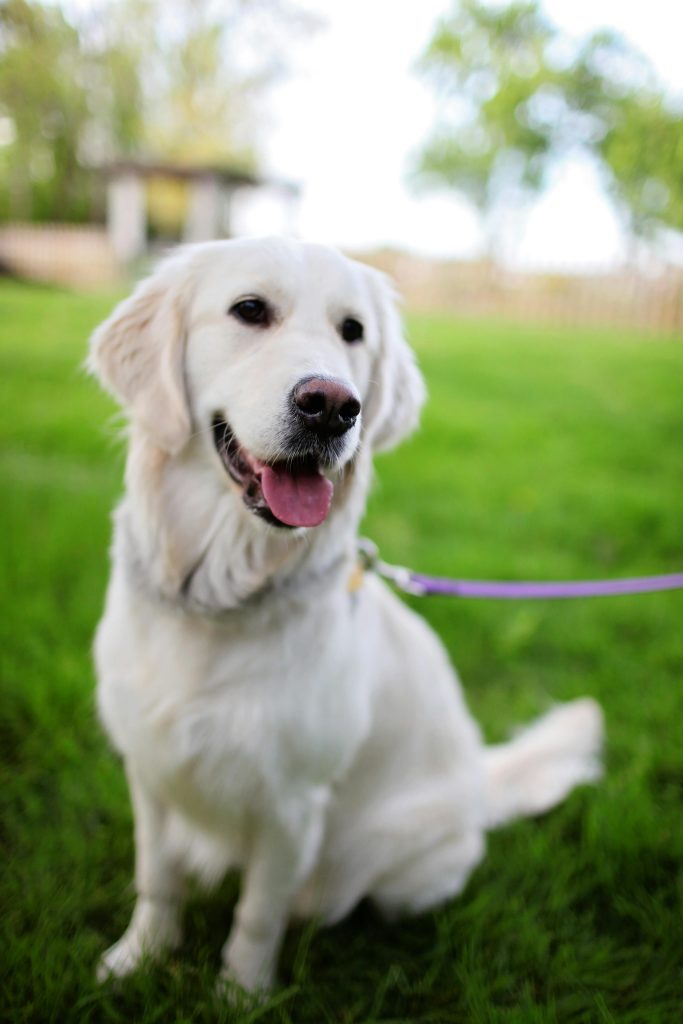 How Dogs Perceive Time