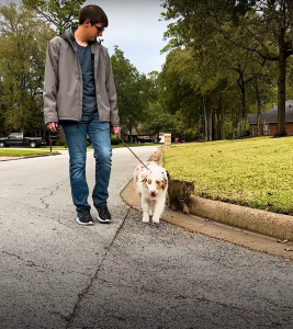 From Stray to Soulmate