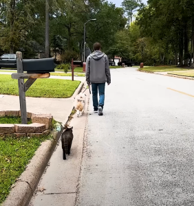 From Stray to Soulmate