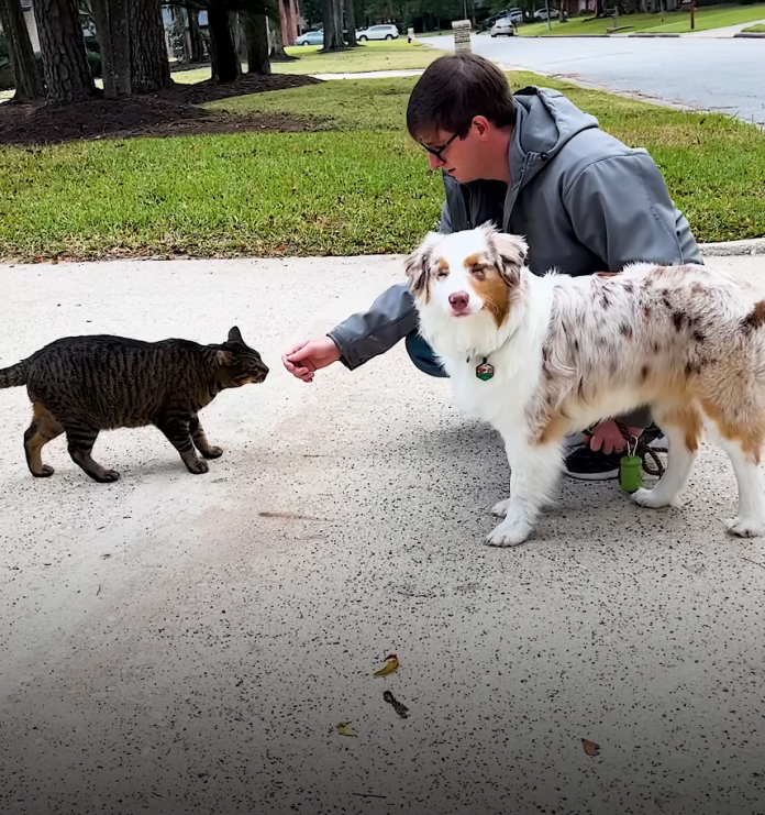 From Stray to Soulmate (14) From Stray to Soulmate
